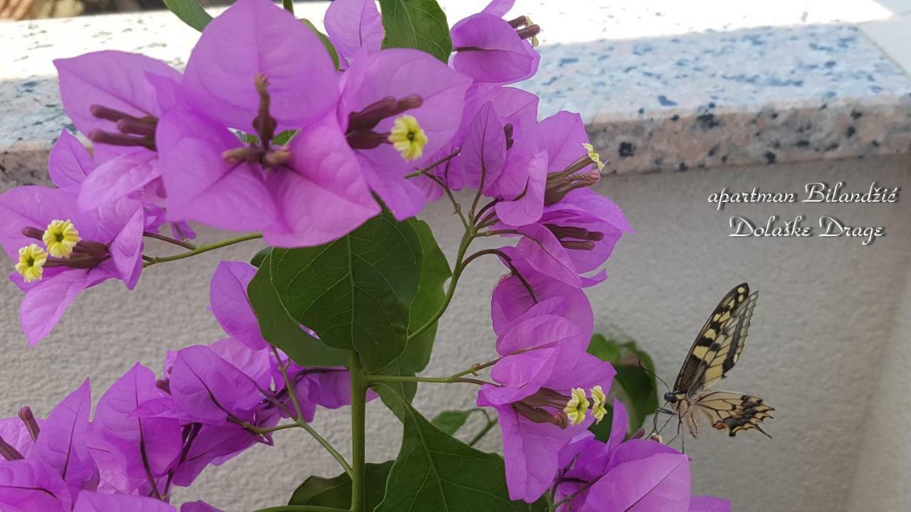Apartman Bilandzic ドラゲ エクステリア 写真